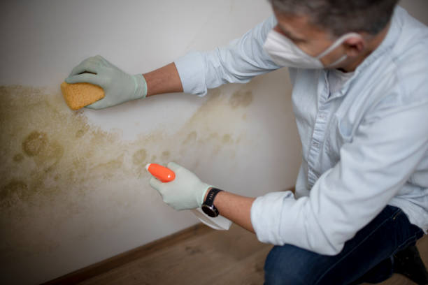 Best Certified Mold Removal  in Sa Conejo, CA