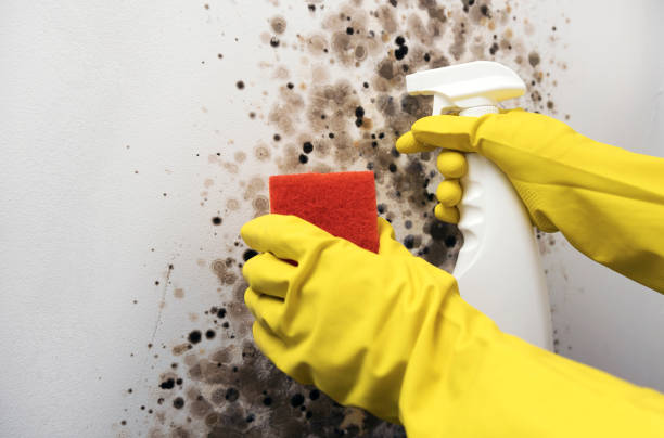 Best Certified Mold Removal  in Sa Conejo, CA
