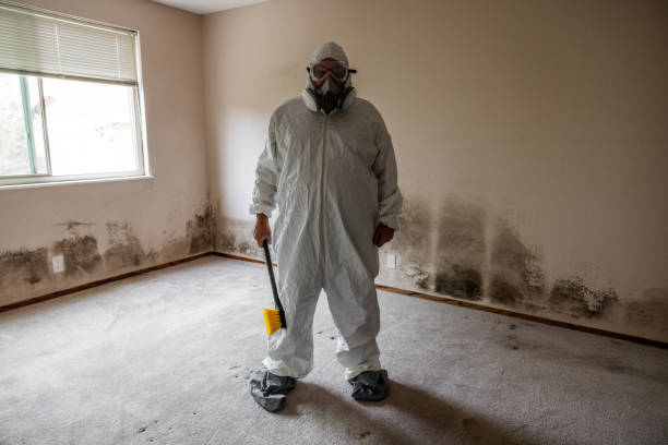 Best Mold Damage Repair  in Sa Conejo, CA