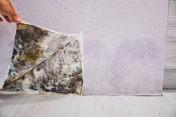 Best Professional Mold Removal  in Sa Conejo, CA